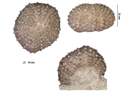 Phymechinus mirabilis